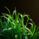 What Is Lyposingrass and Why Is It Important?