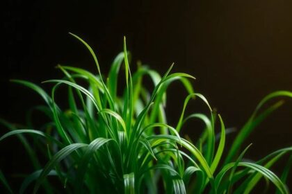 What Is Lyposingrass and Why Is It Important?